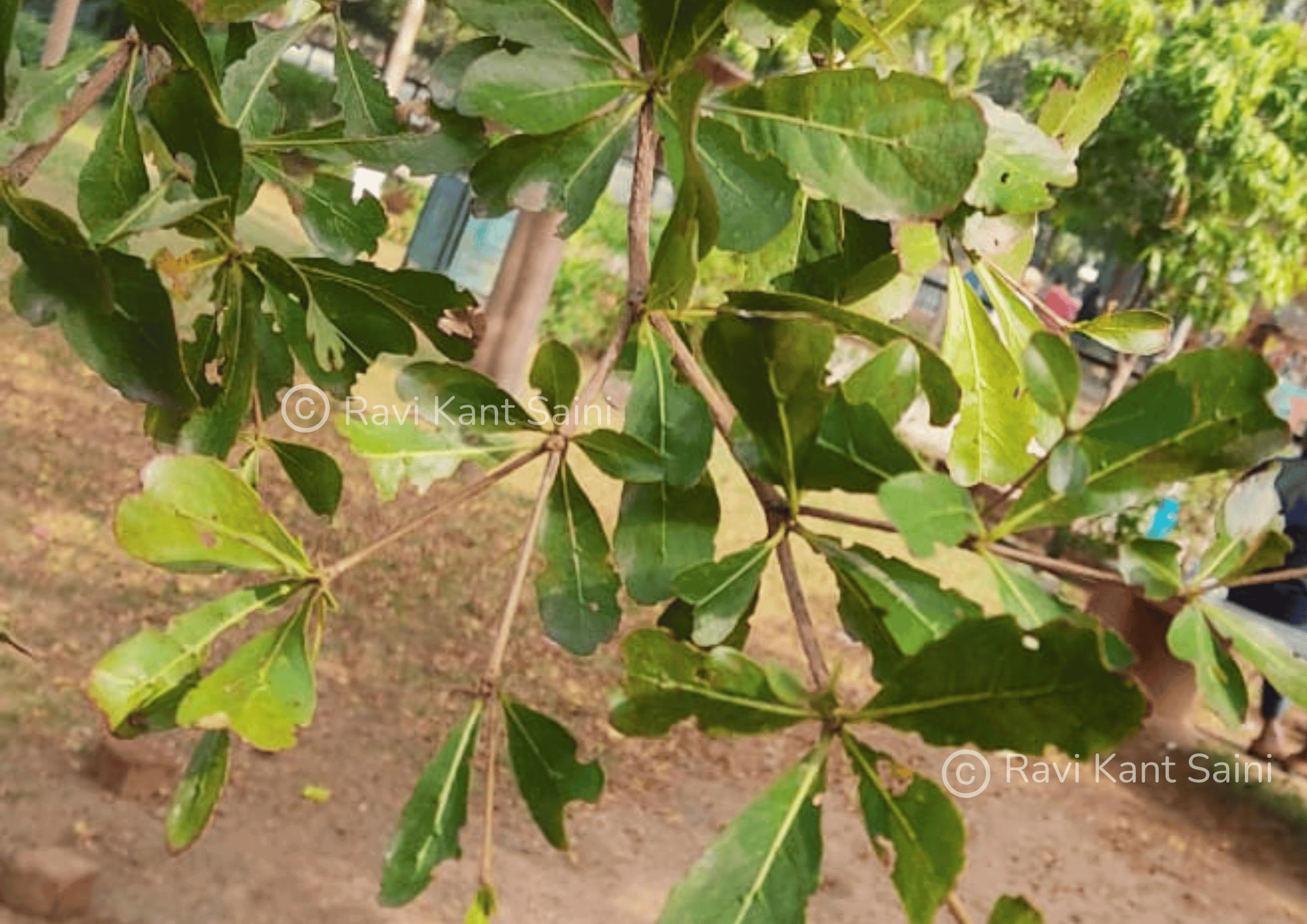 Terminalia mantaly - Leaves