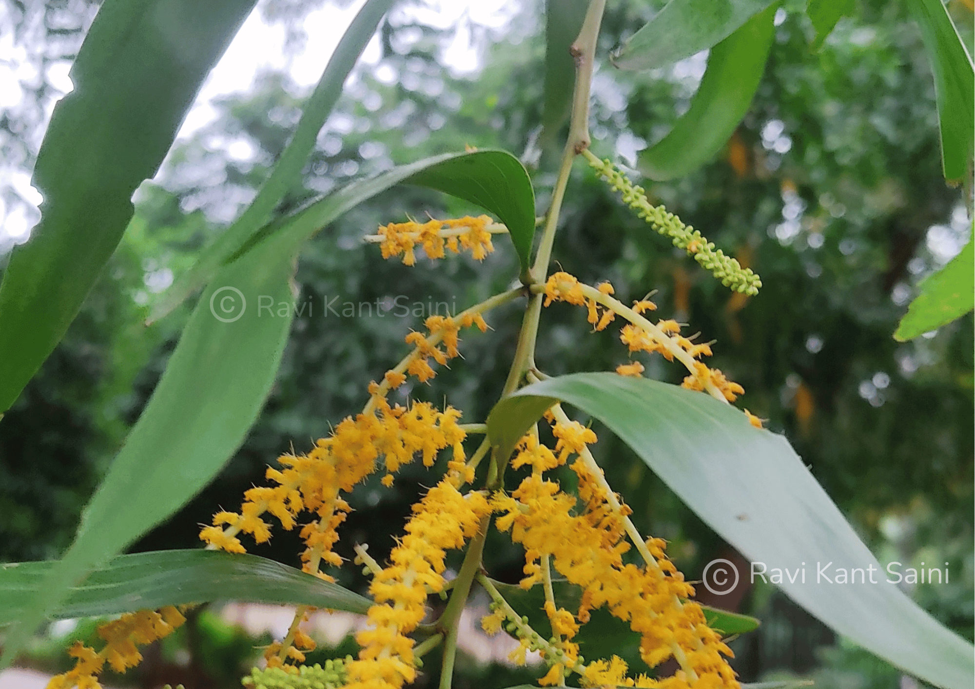 Acacia auriculiformis