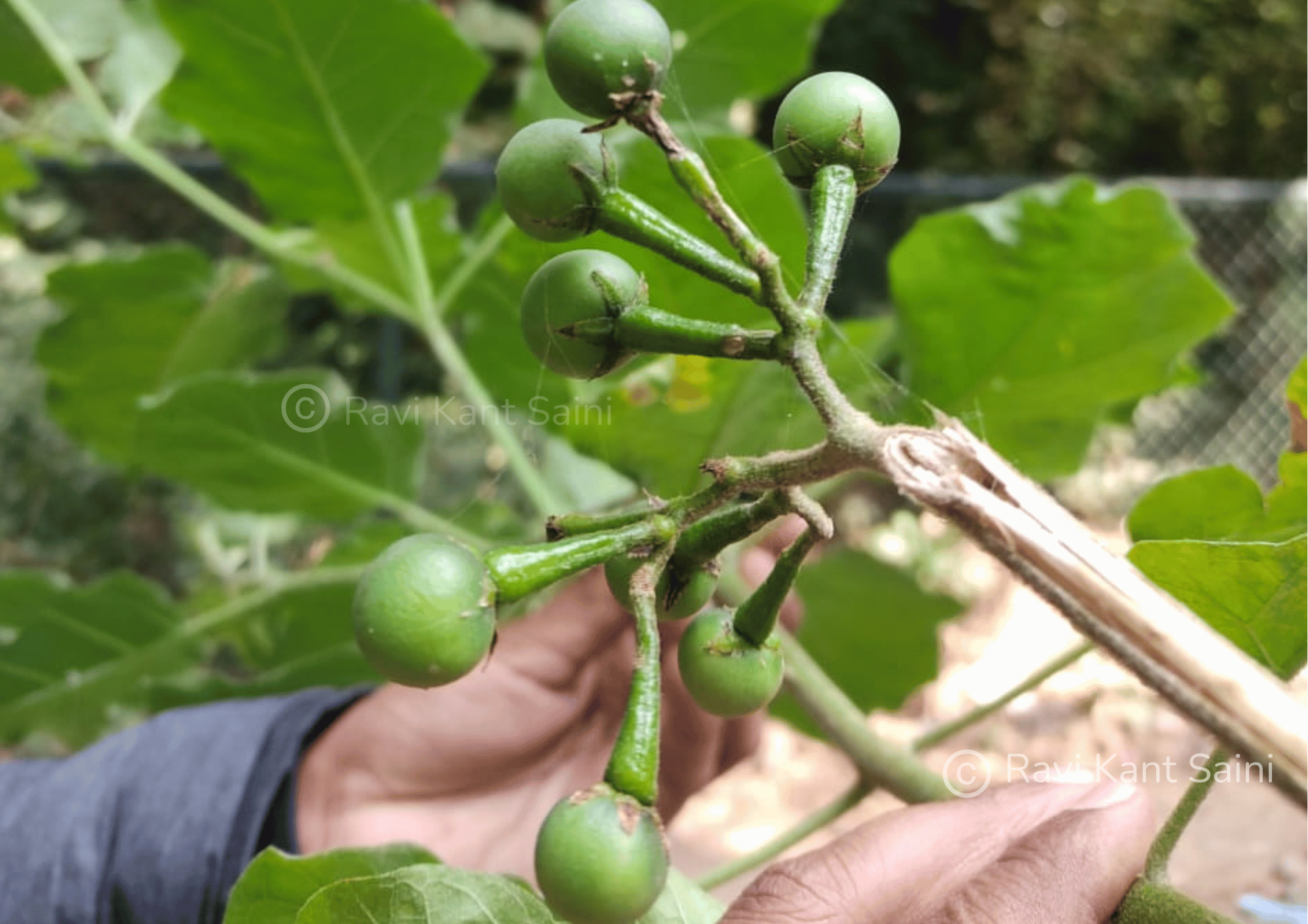 Solanum torvum fruits