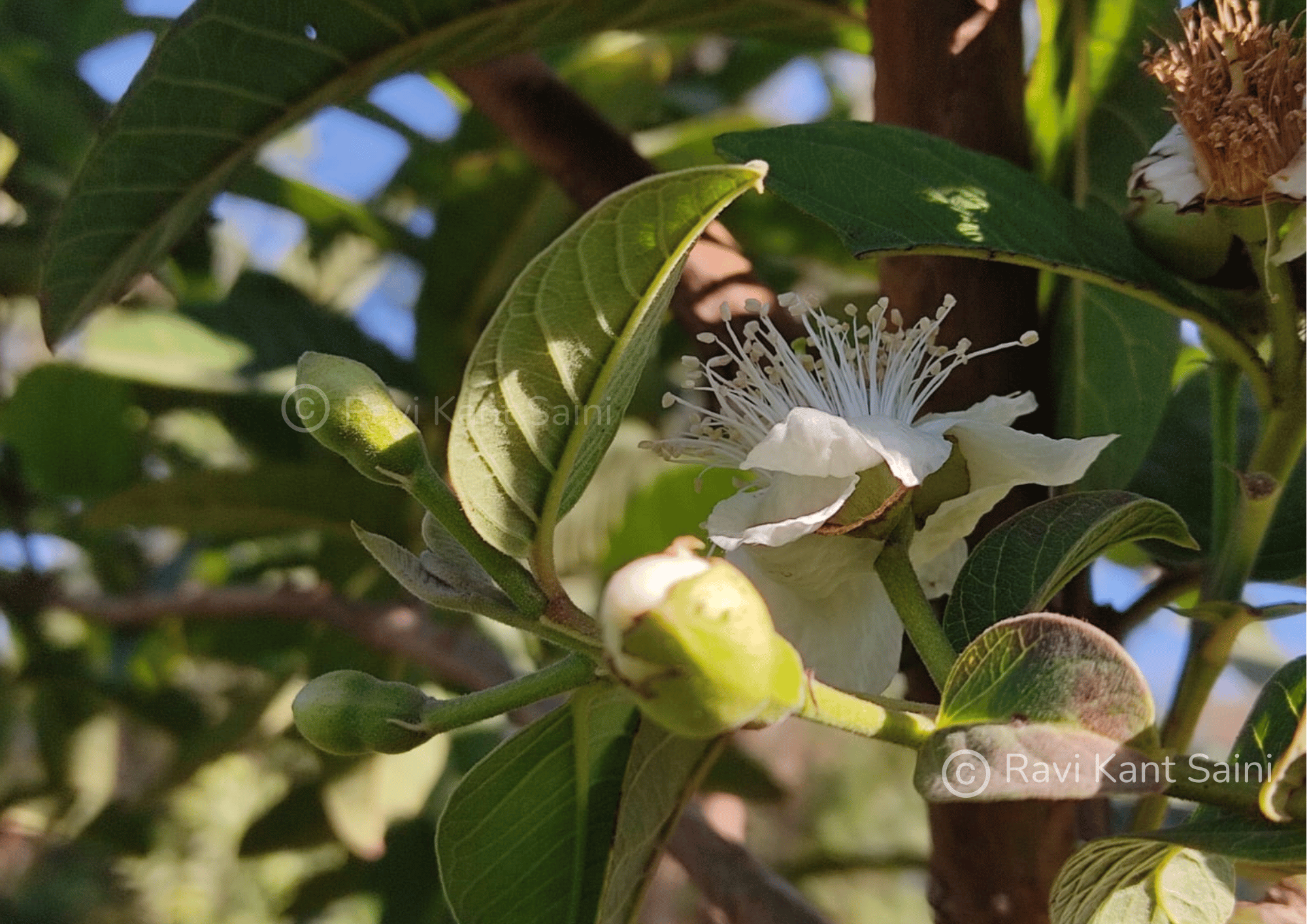 Psidium guajava - amrud Botanical name