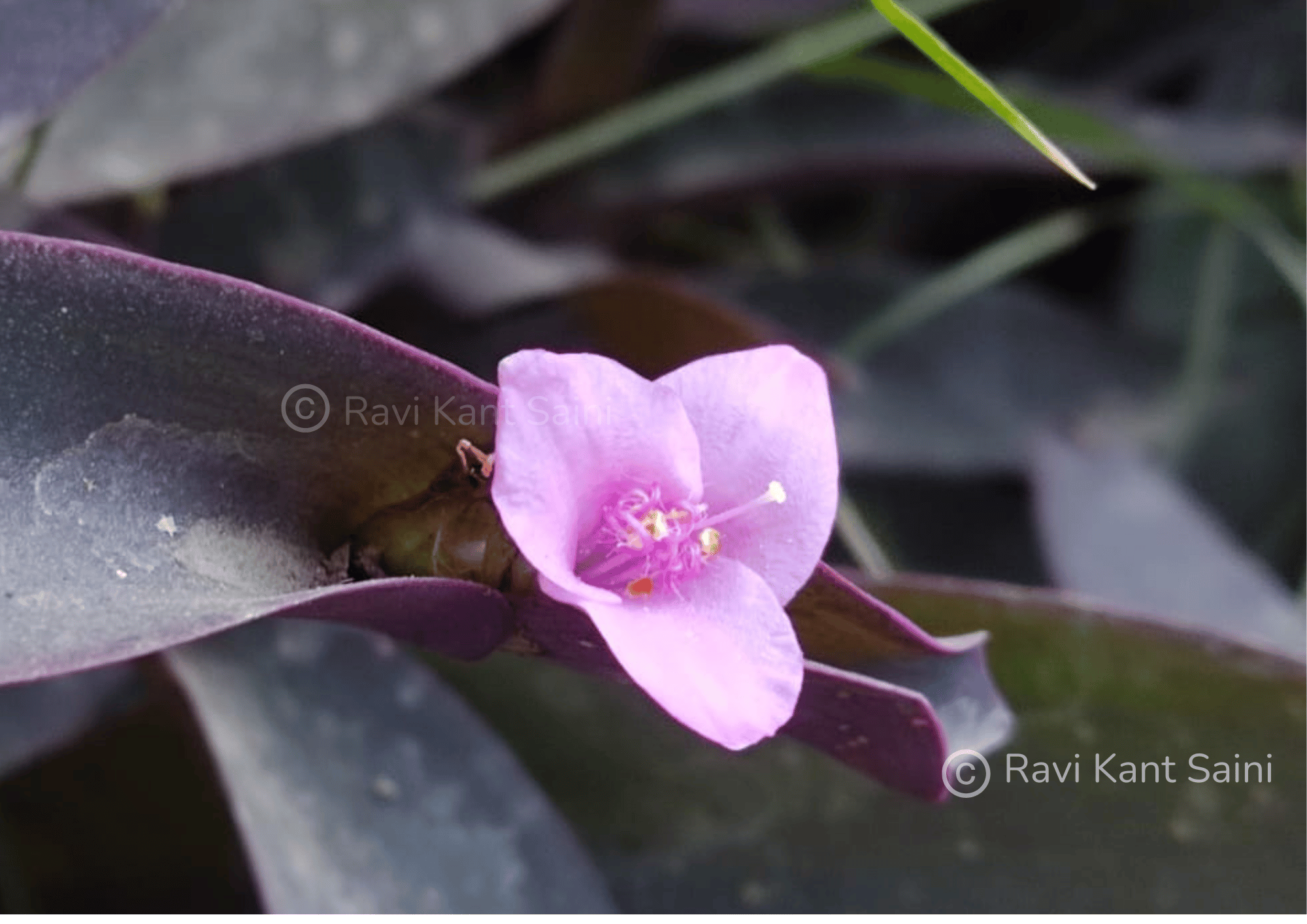 Purple heart botanical Name