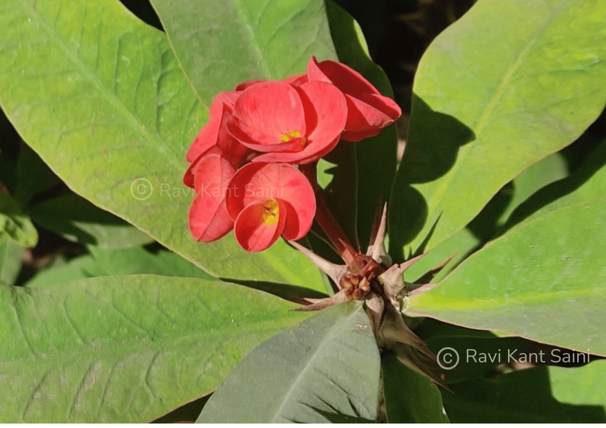 Euphorbia milii