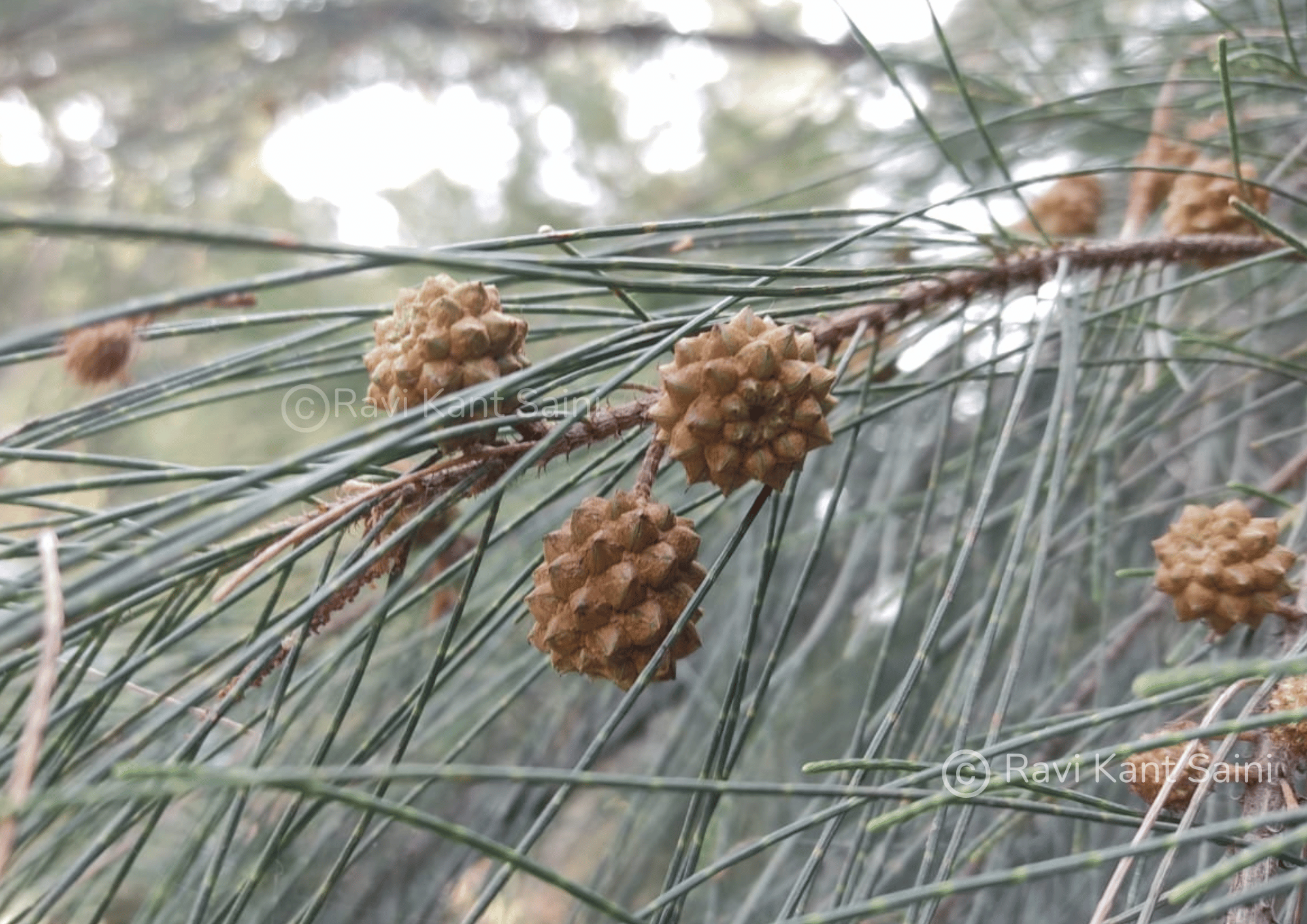 Casuarina equisetifolia