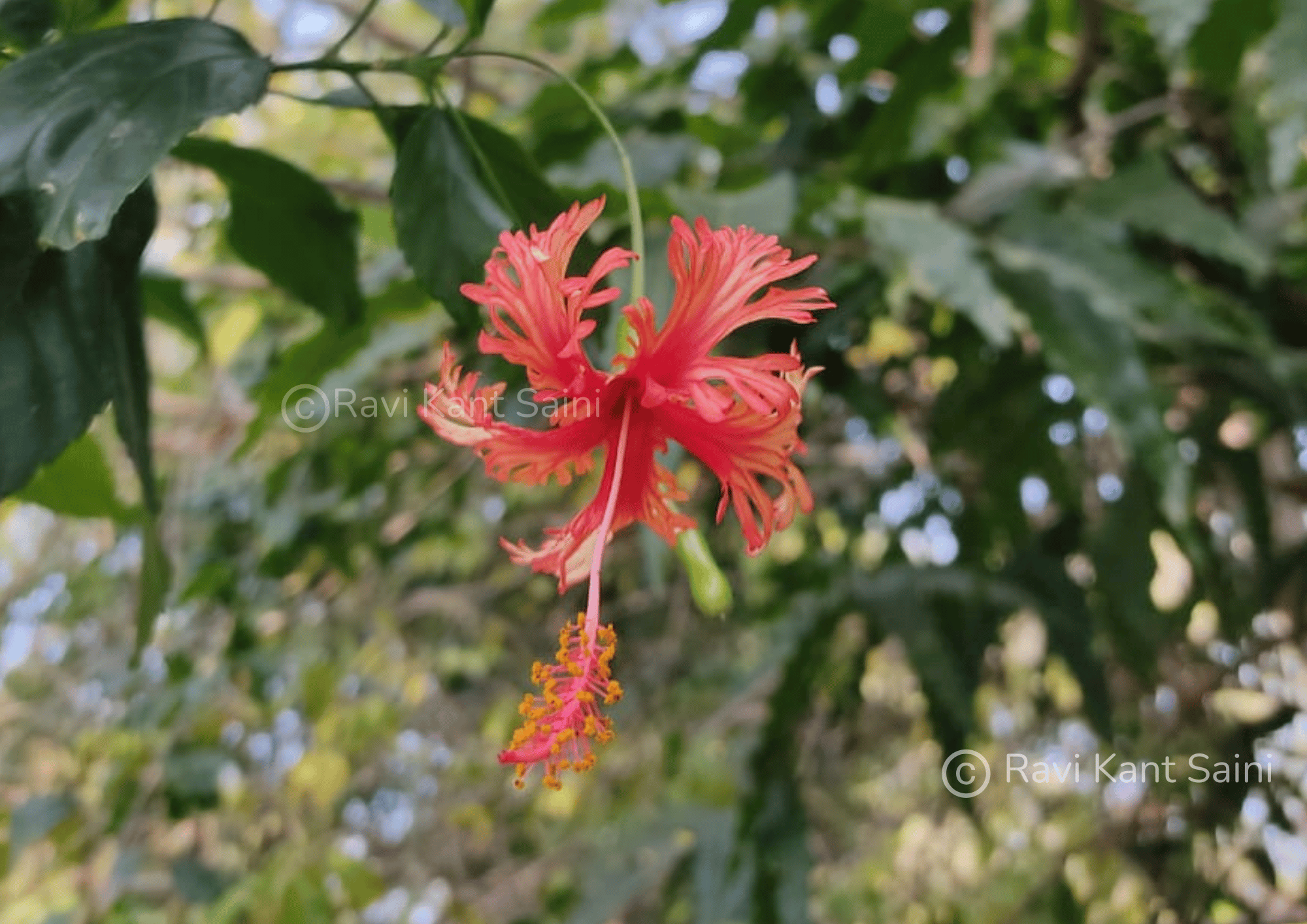 Hibiscus schizopetalus