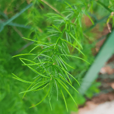 Asparagus racemosus