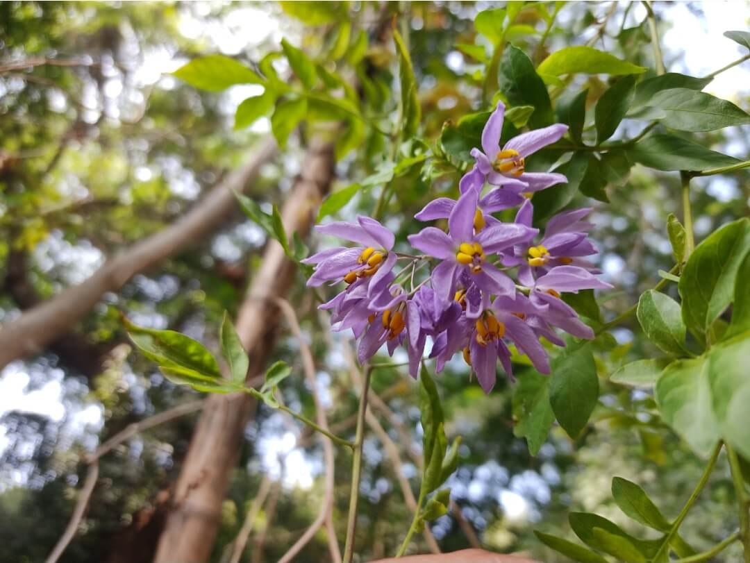 Solanum seaforthianum in Rajasthan