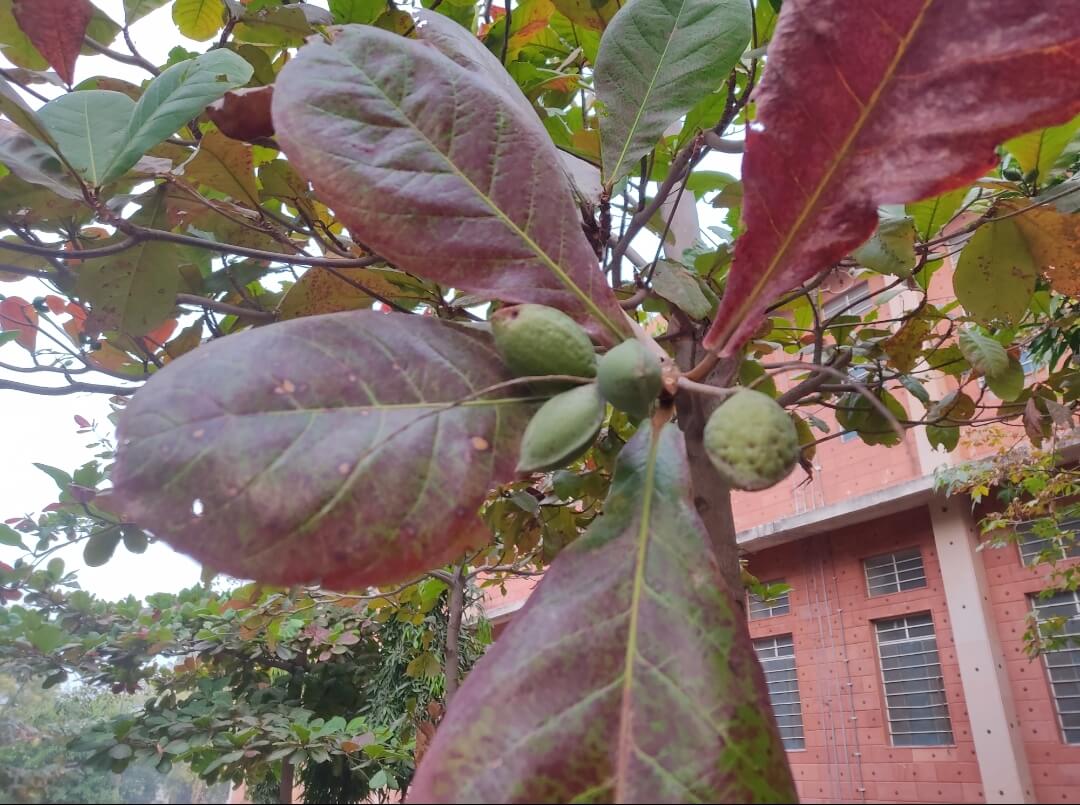 Terminalia catappa L.