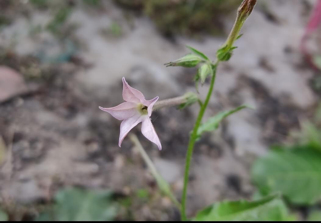 Nicotiana plumbaginifolia Viv.