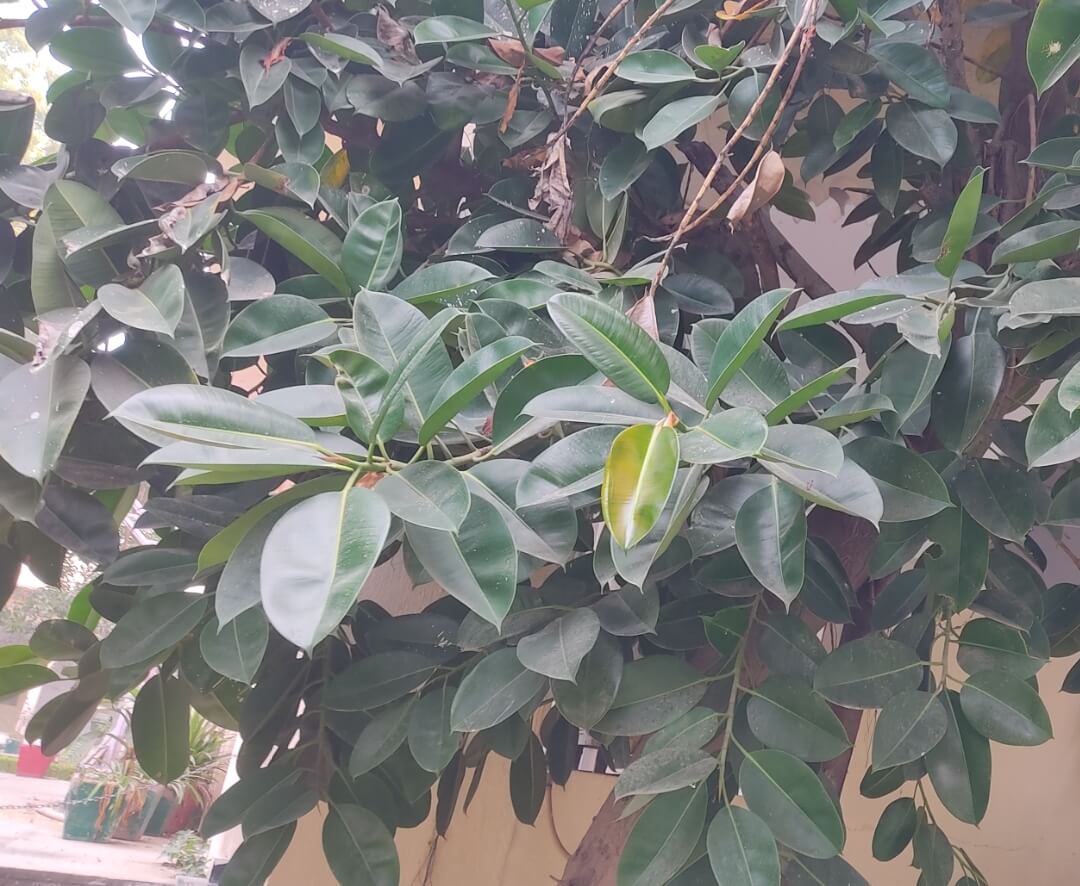 Ficus elastica Roxb. ex Hornem.