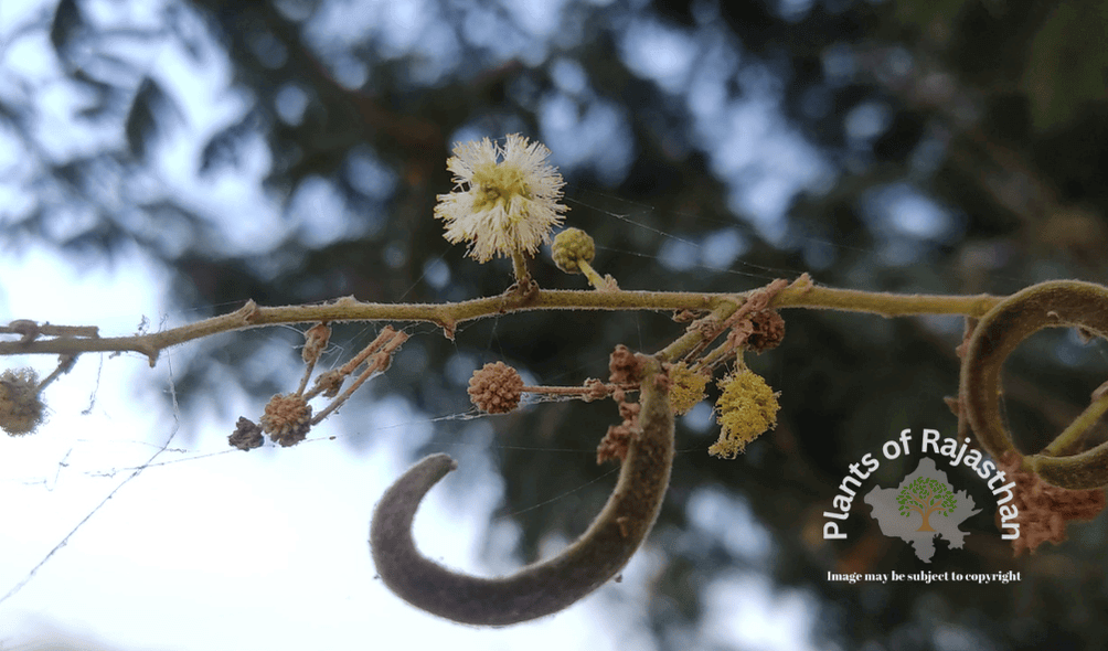 Vachellia leucophloea