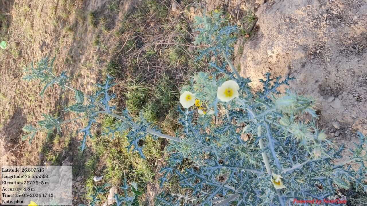 Argemone albiflora Hornem.