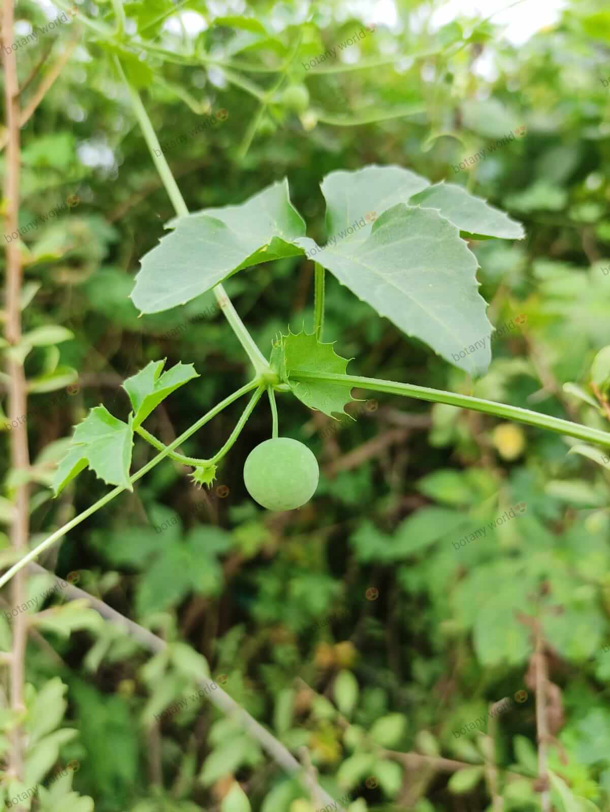 Blastania cerasiformis