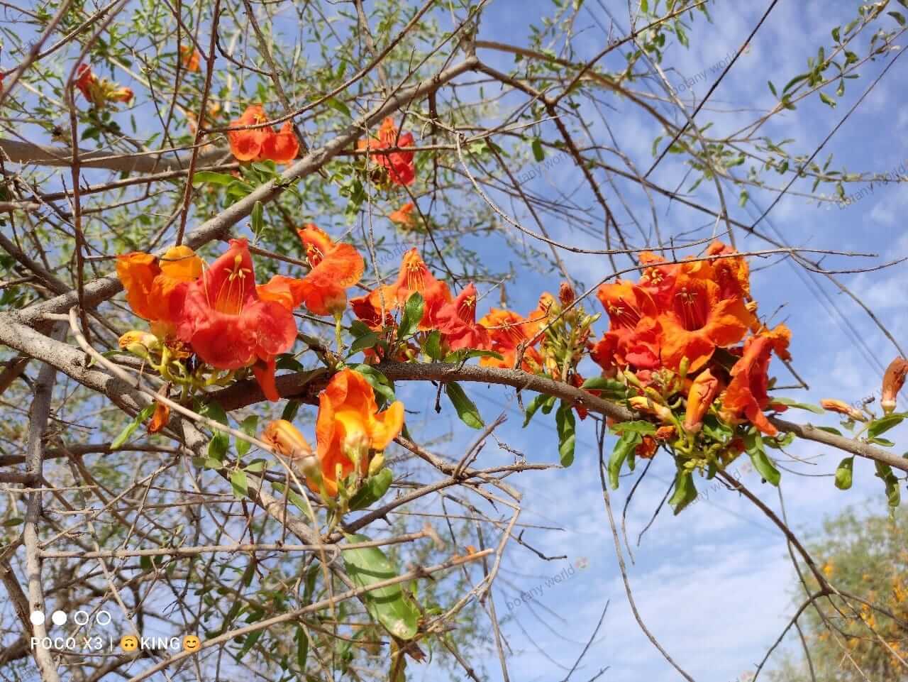 Tecomella undulata