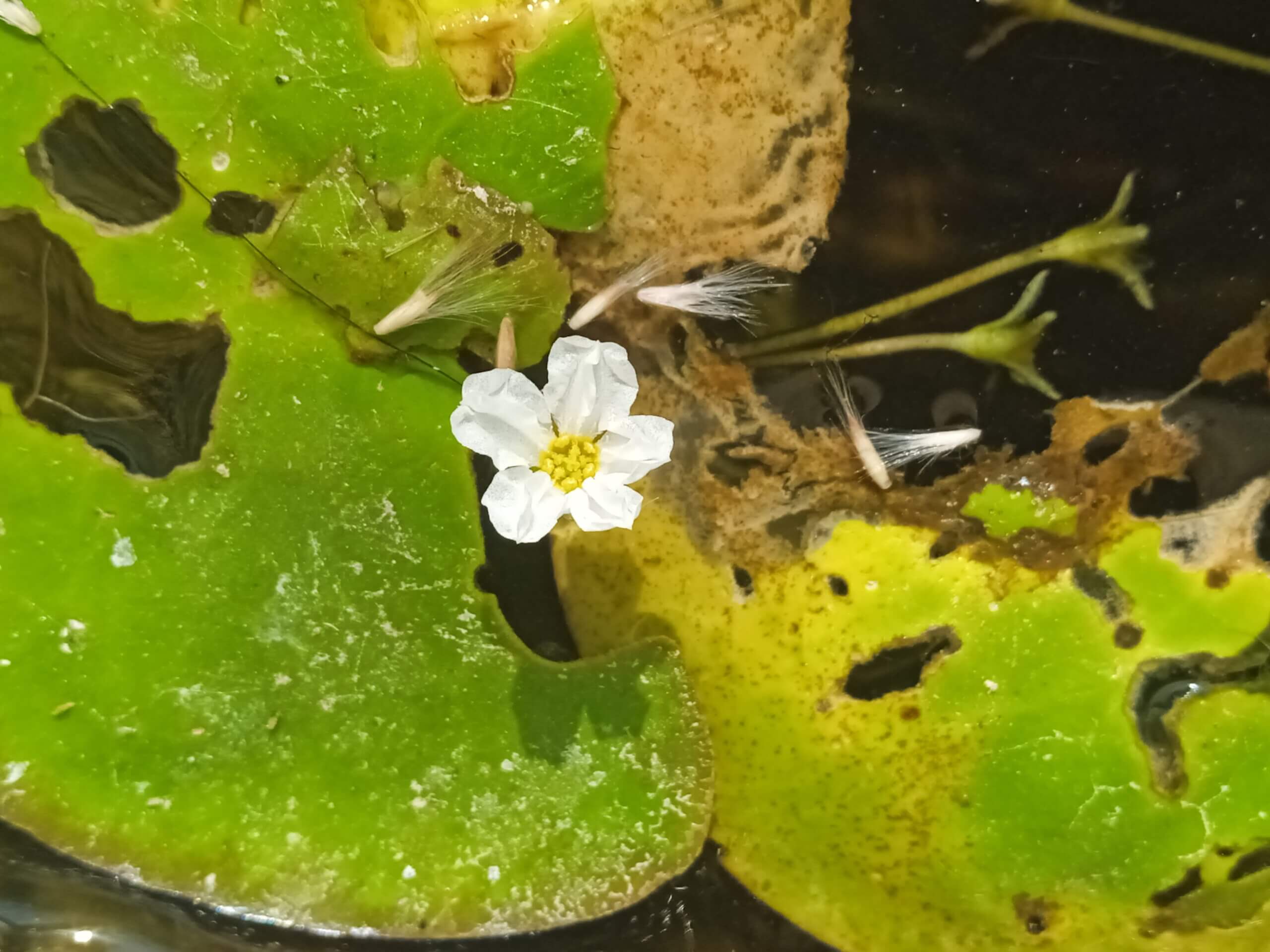 Nymphoides hydrophyllum