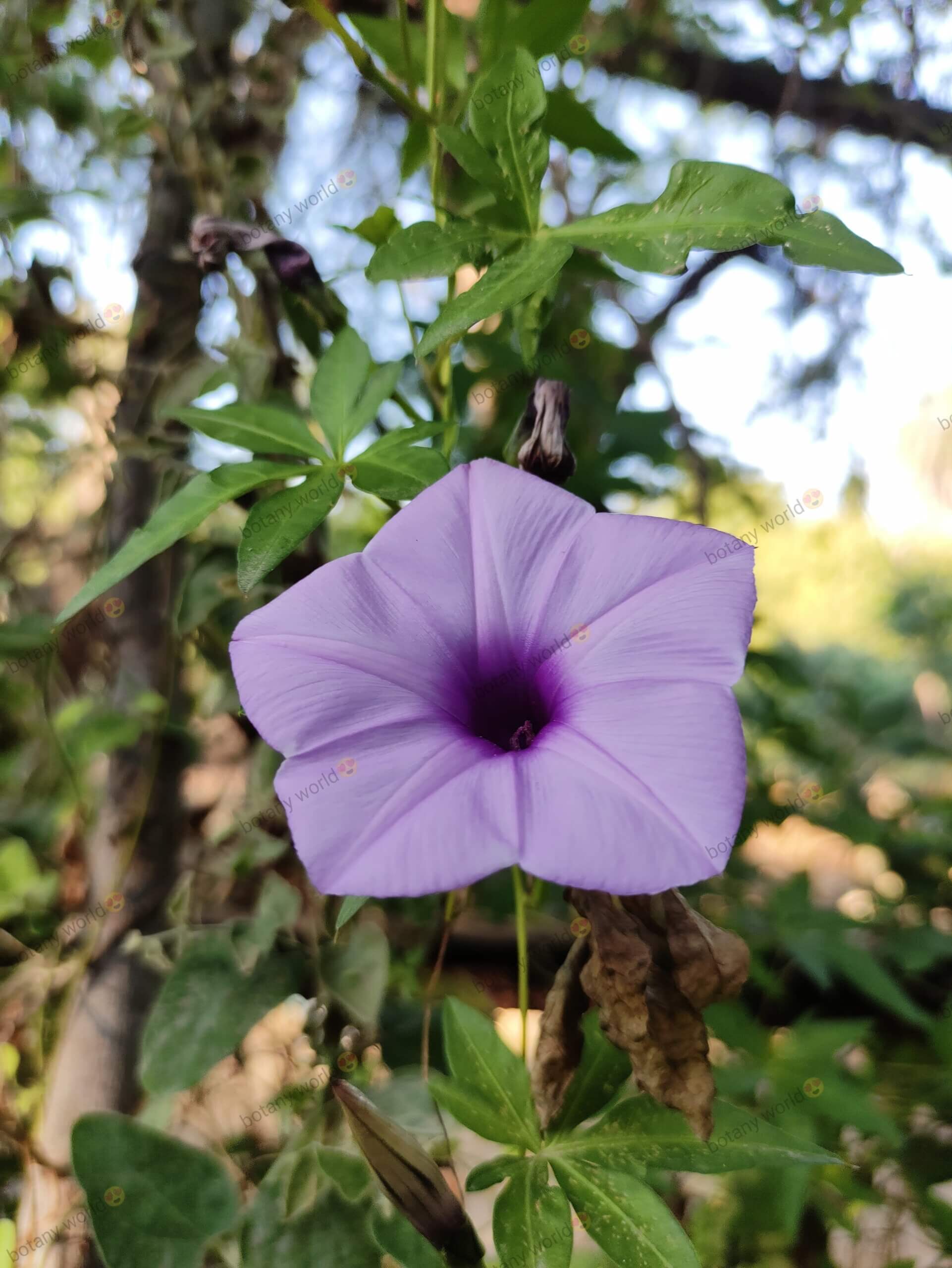 Ipomoea cairica