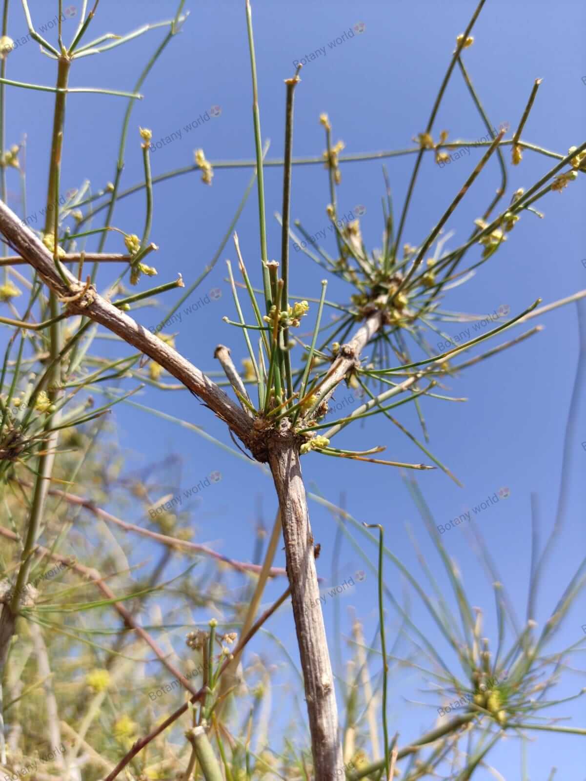 Ephedra foliata