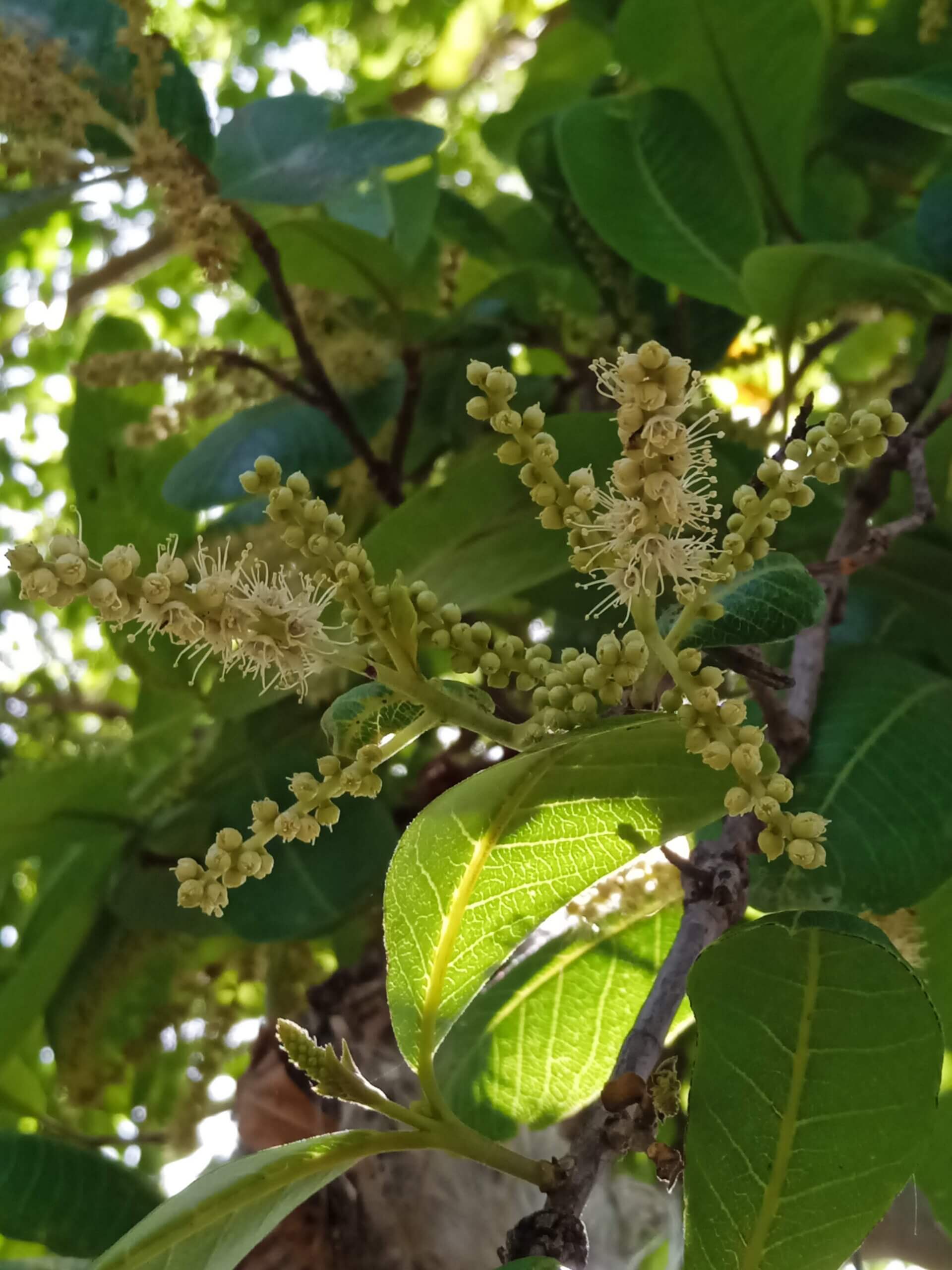 Terminalia arjuna