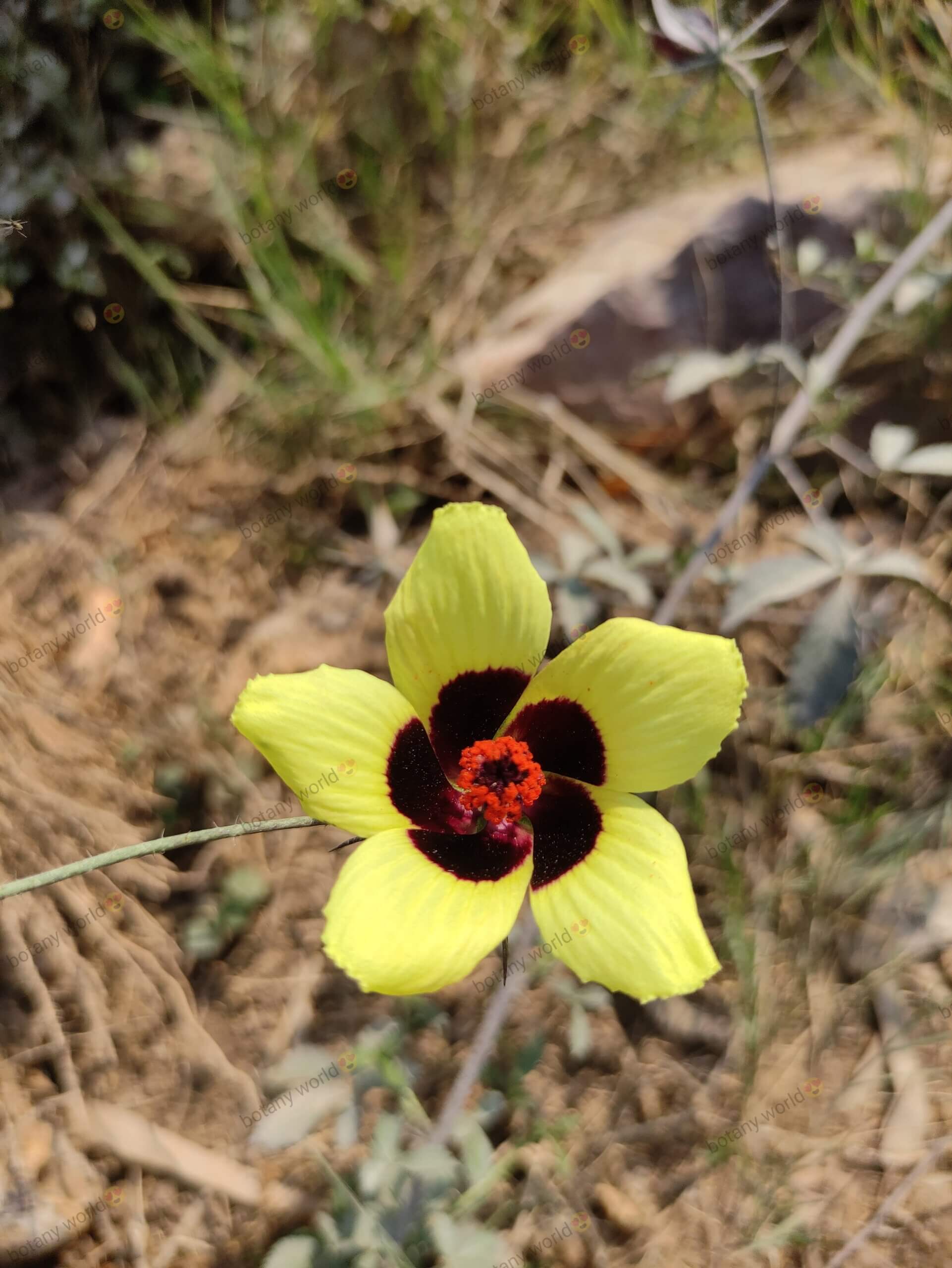 Hibiscus caesius