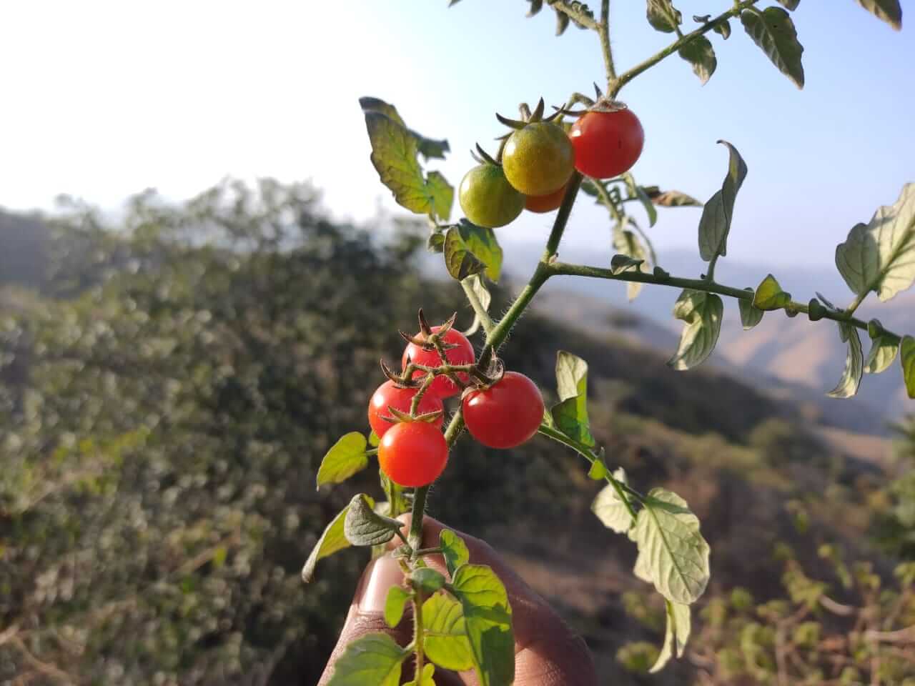 Solanum lycopersicum wild tomato in Rajasthan