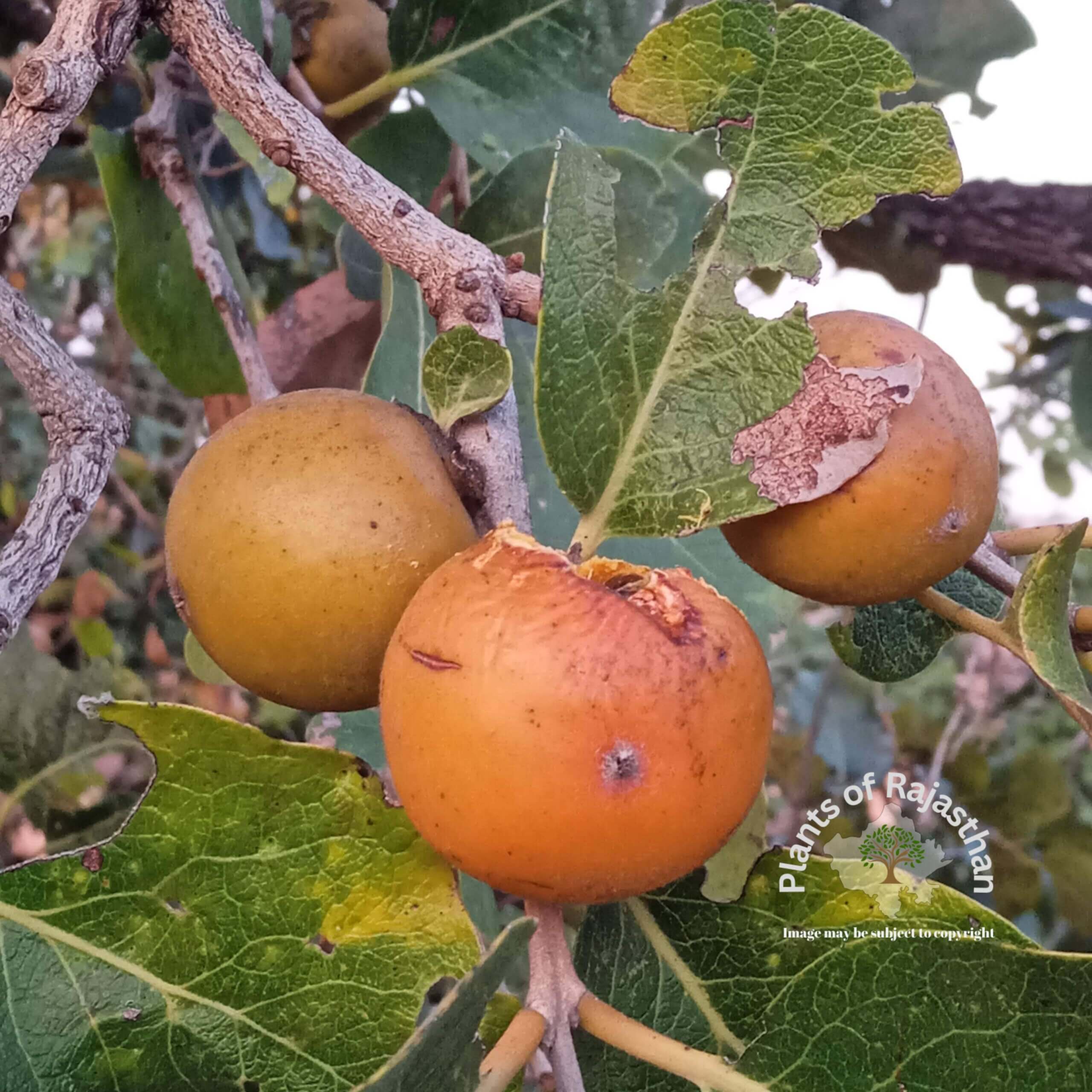 Diospyros melanoxylon - Fruits