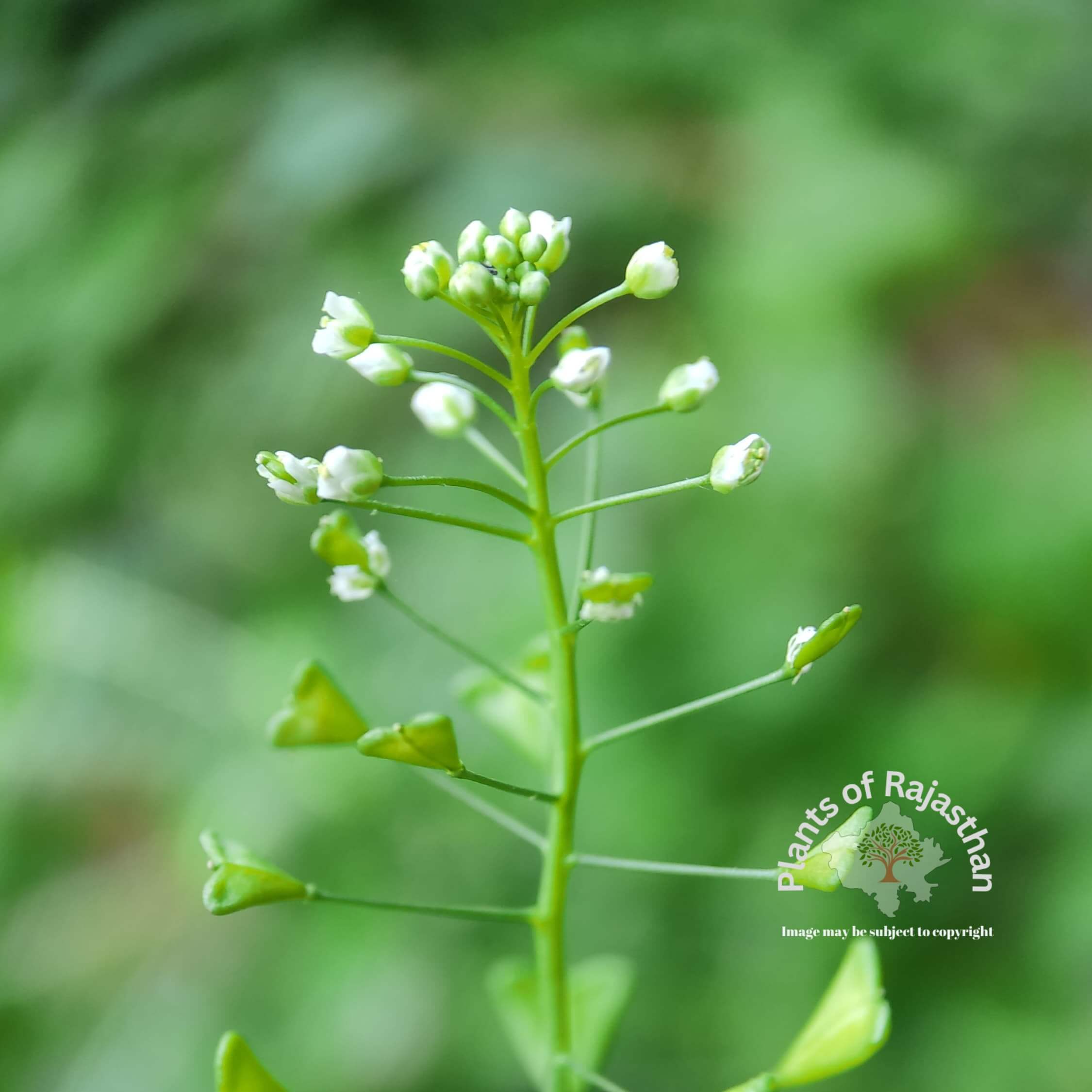 Capsella bursa-pastoris (L.) Medik.