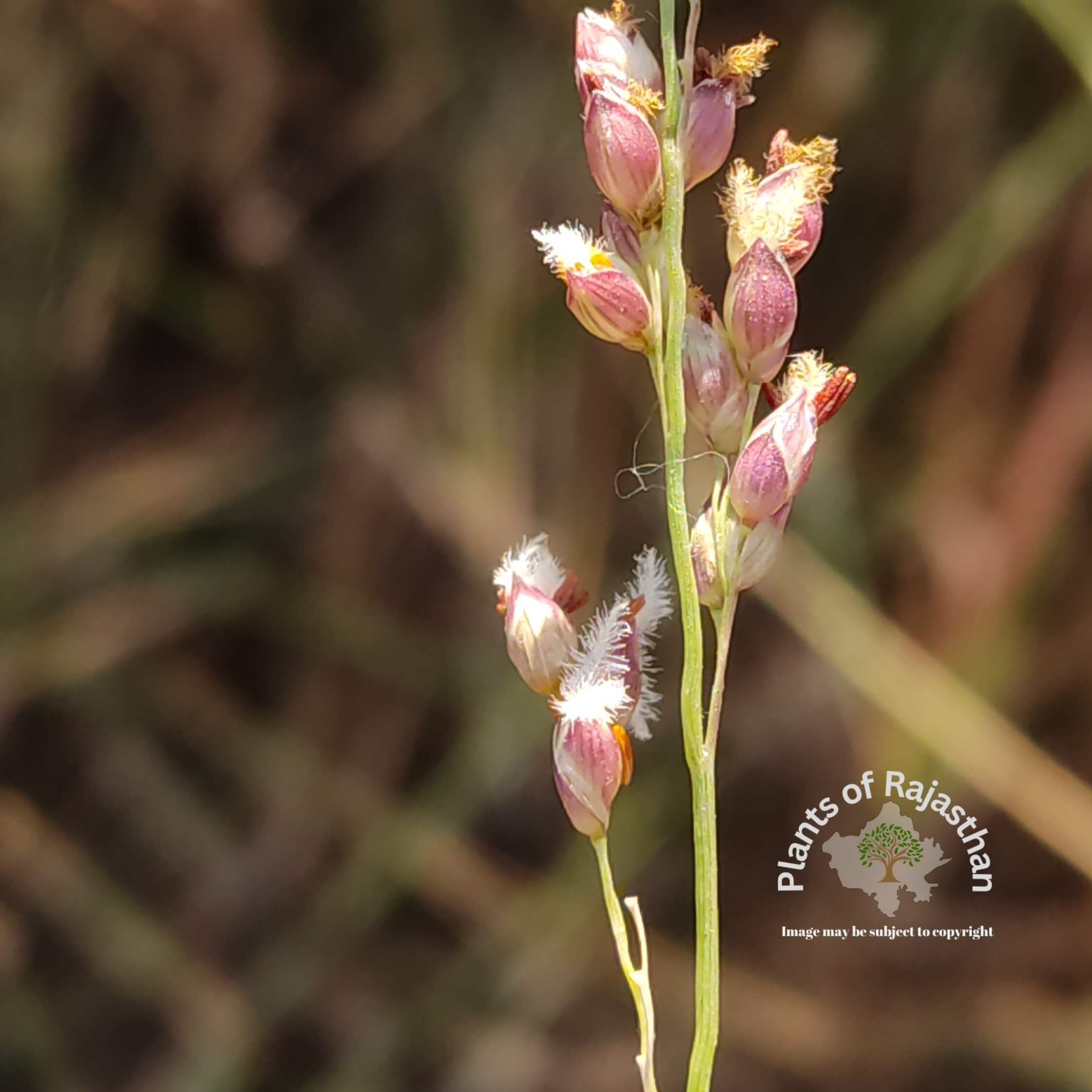 Panicum turgidum