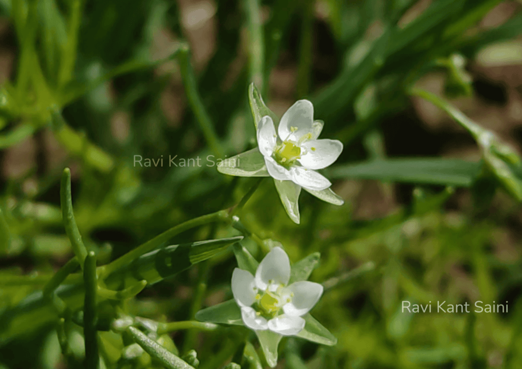 Unknown plant