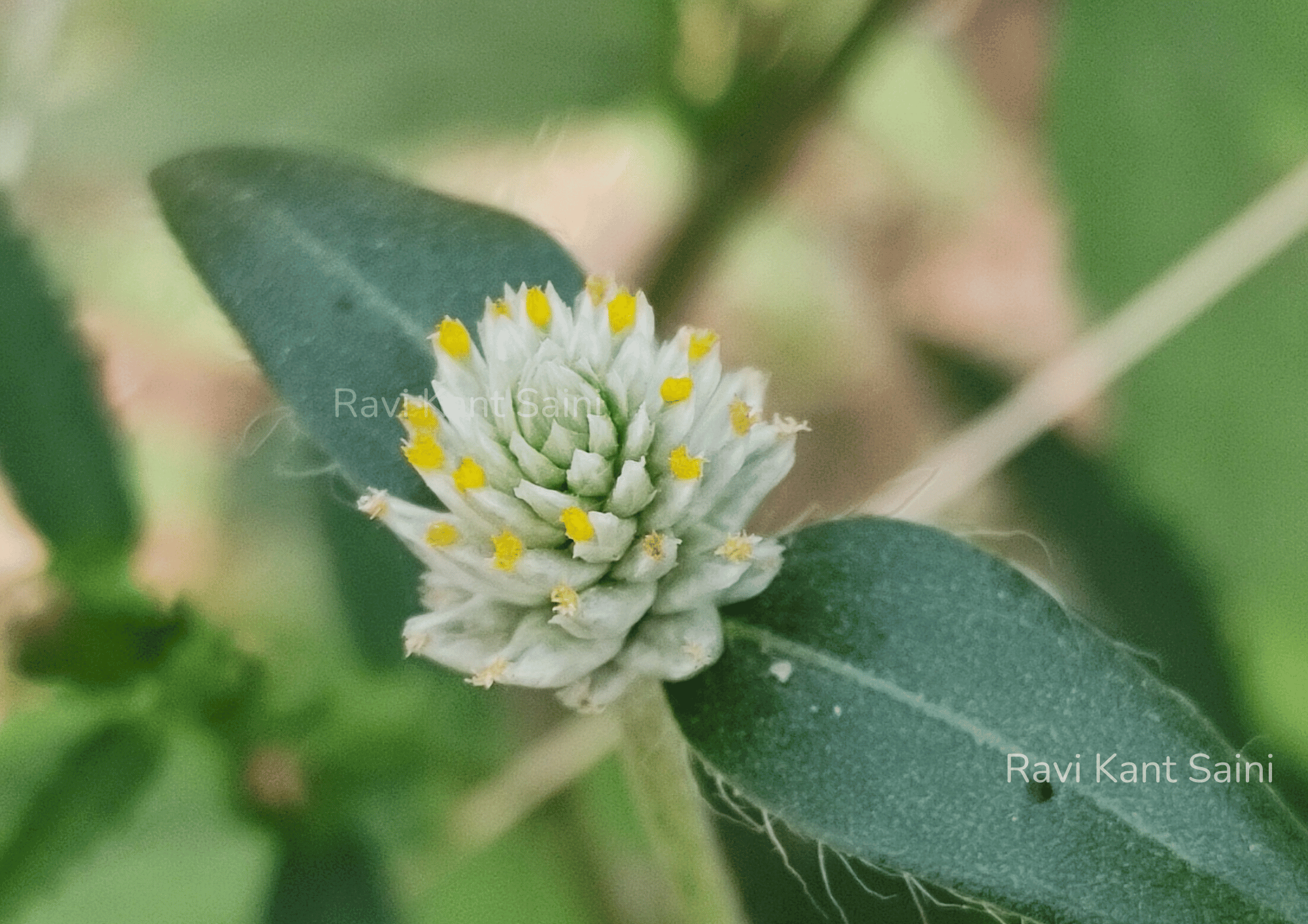 Gomphrena celosioides