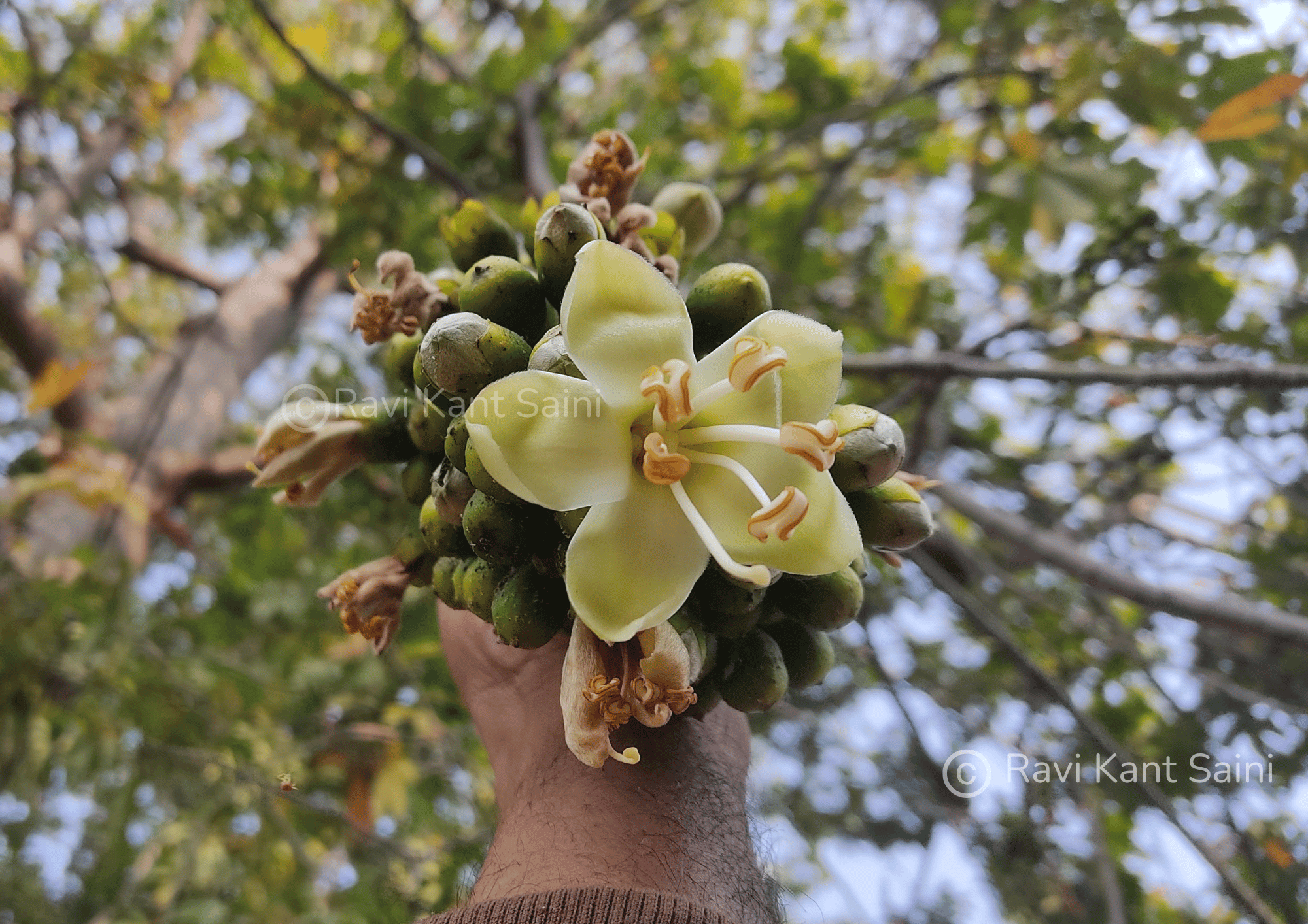 Ceiba pentandra