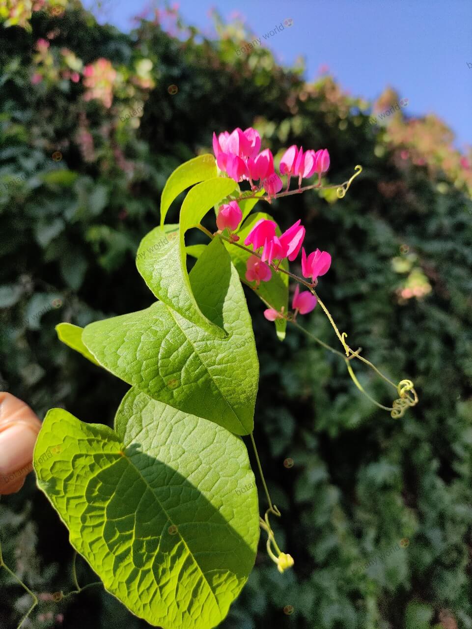 Antigonon leptopus Hook. & Arn.