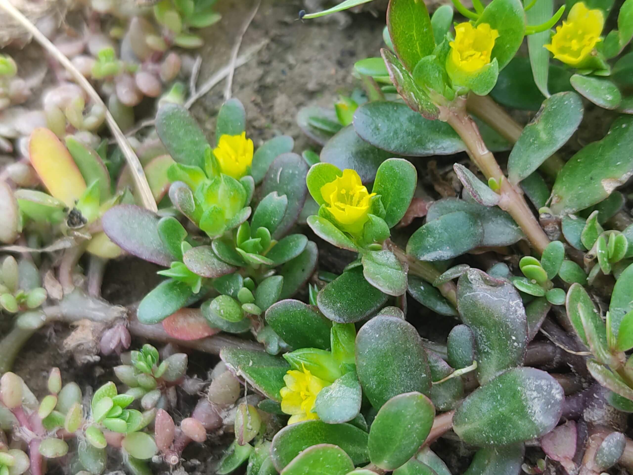 Portulaca oleracea