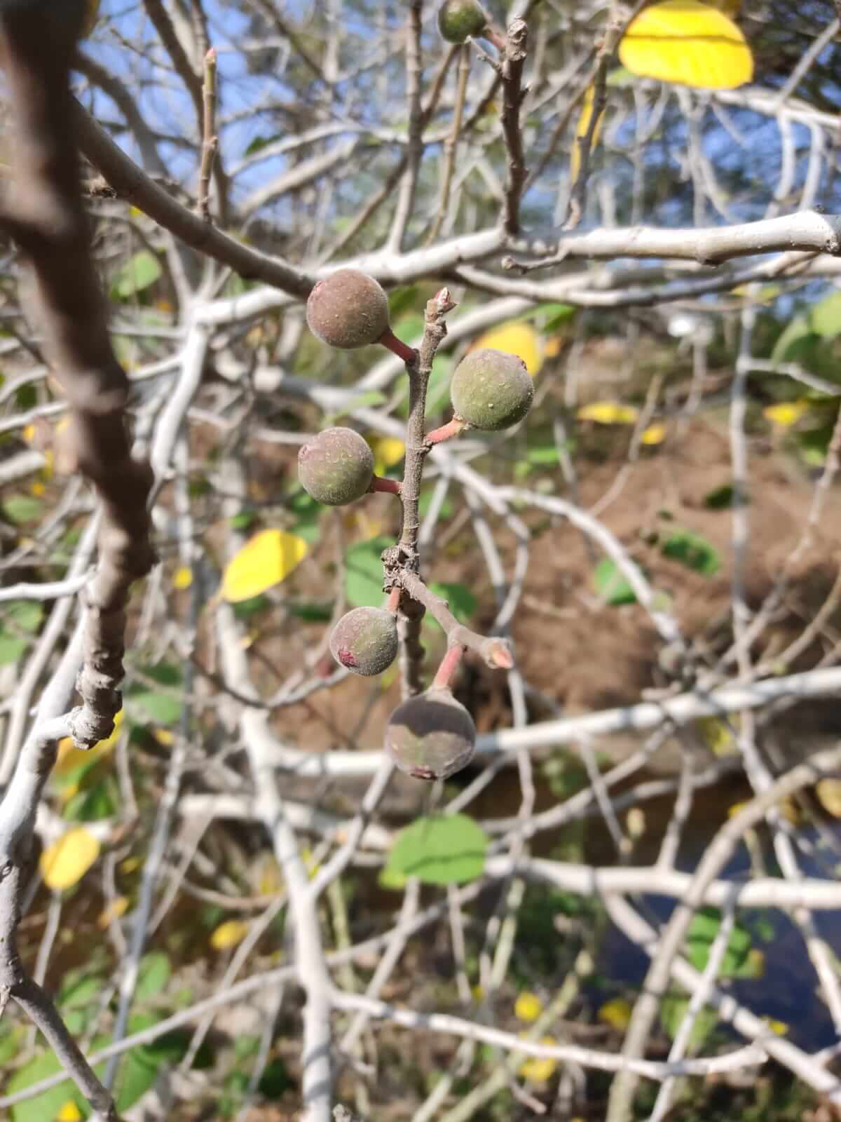 Ficus carica subsp. rupestris