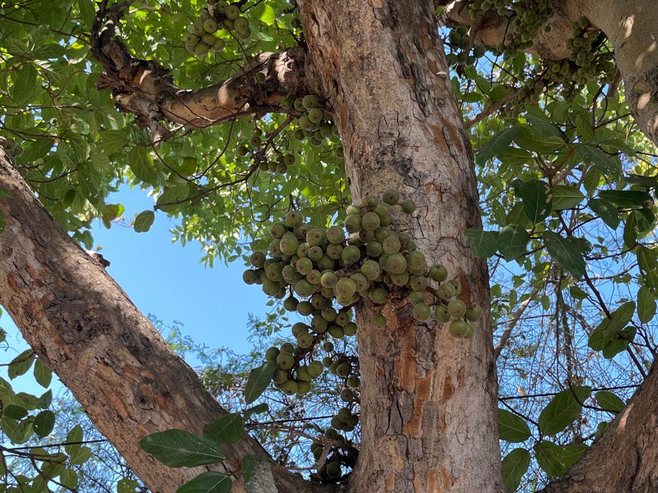 Ficus racemosa L.