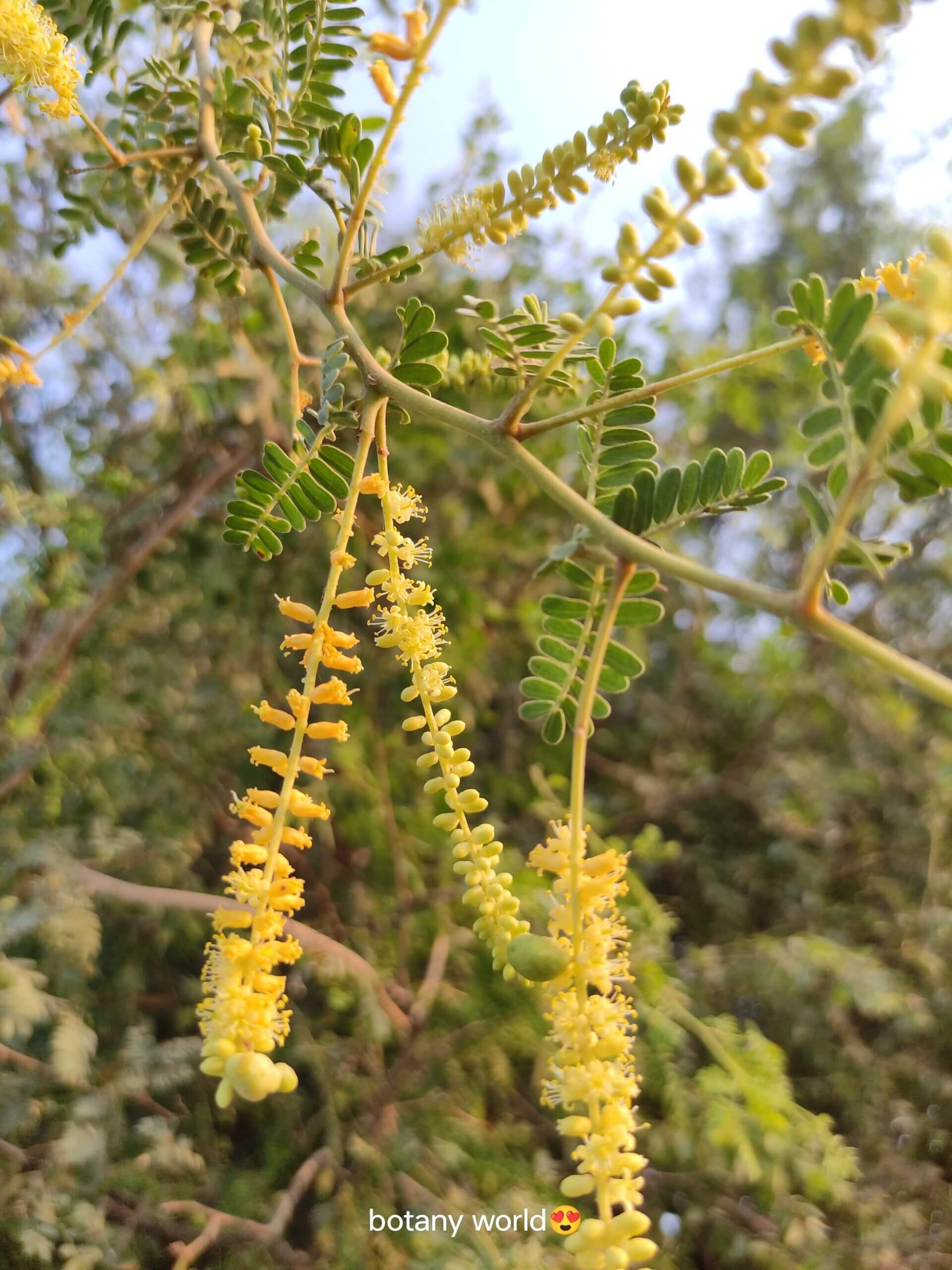 Prosopis cineraria (L.) Druce