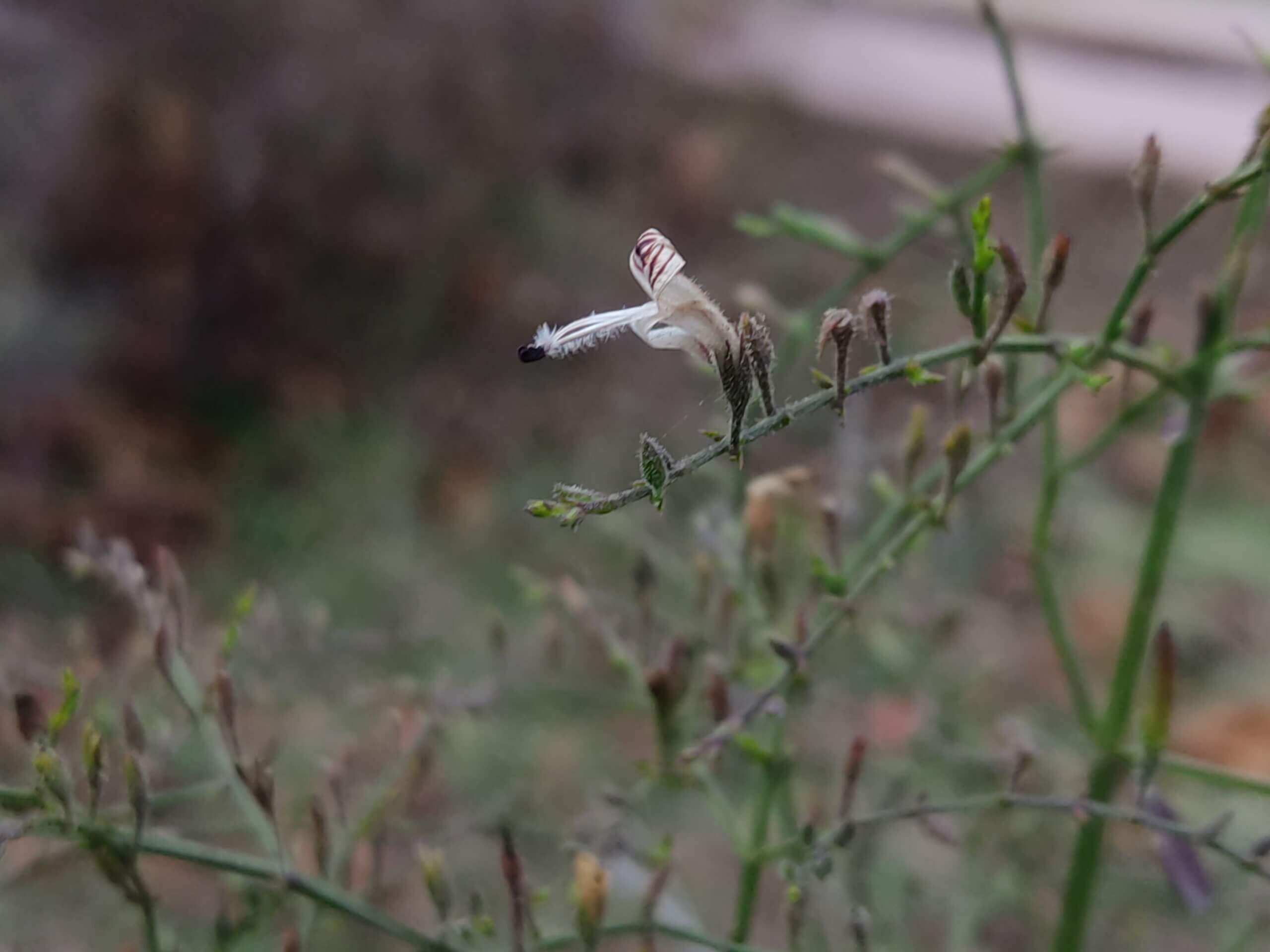 Andrographis paniculata