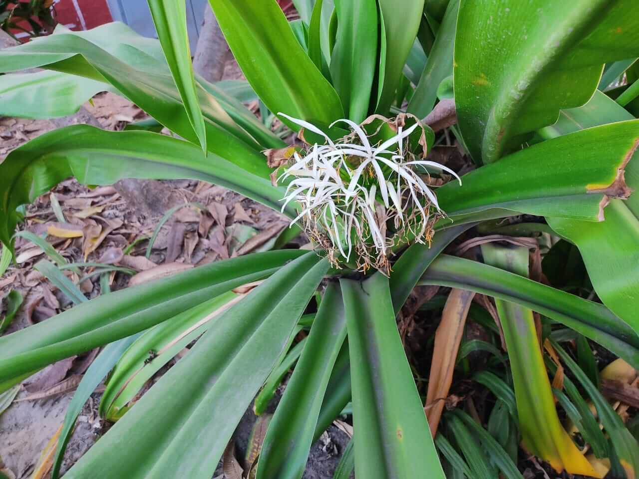 Crinum asiaticum in Rajasthan, Jaipur