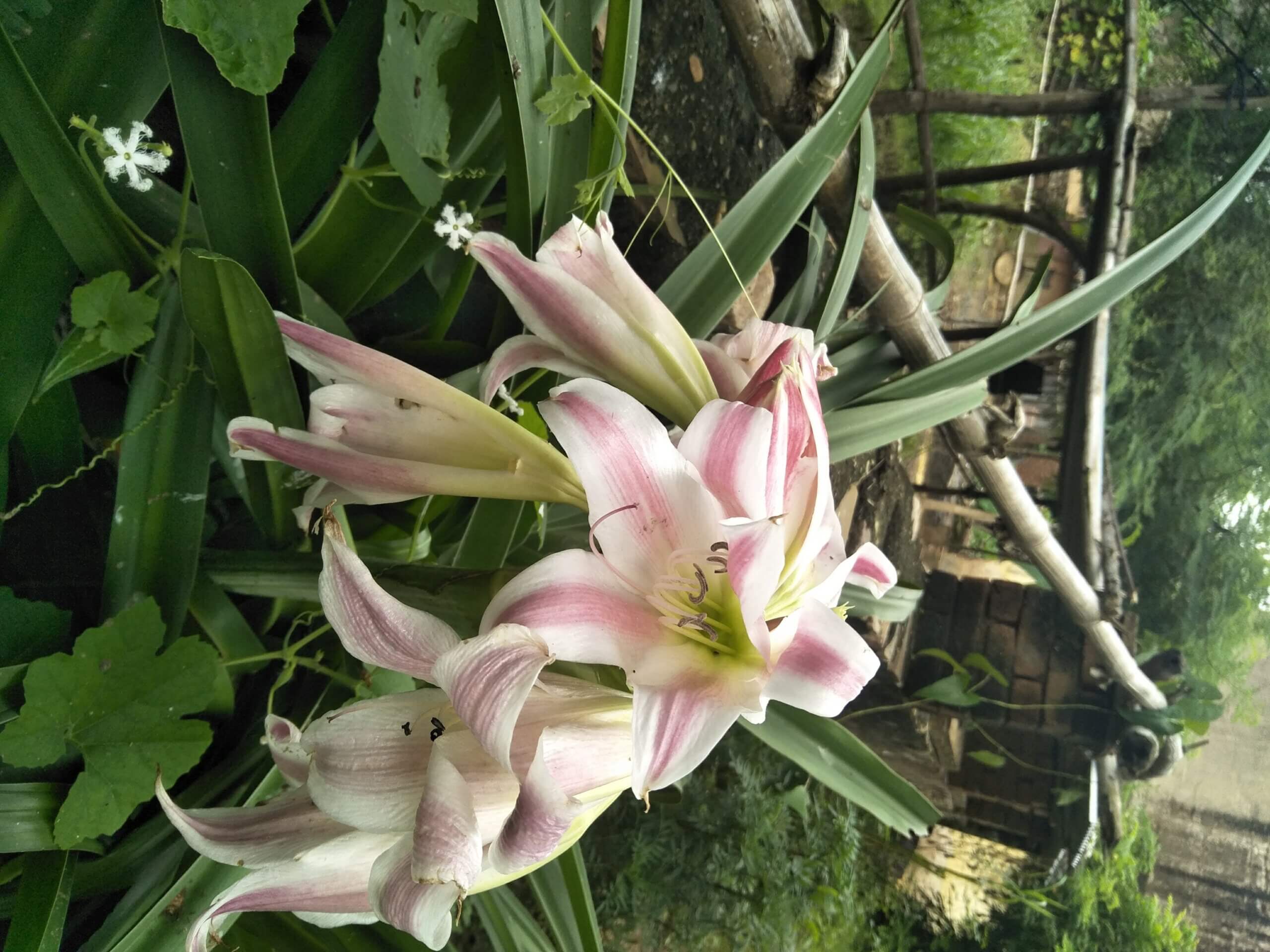 Crinum latifolium L.